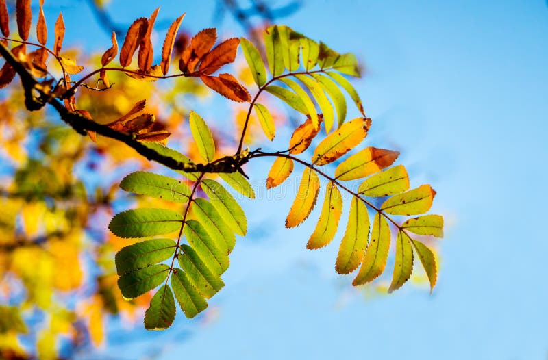 A branch of a mountain ash with multicolored autumn leaves on a background of a blue sky_ royalty free stock image A branch of a mountain ash with multicolored autumn leaves on a background of a blue sky_ royalty free stock image