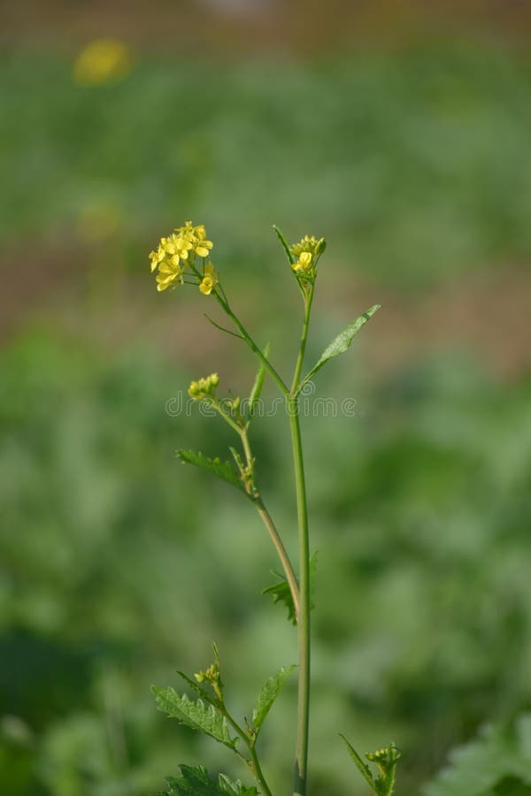 Mustard Tree Grean Leaf Natural Beautiful Green Color Fresh Sunlight