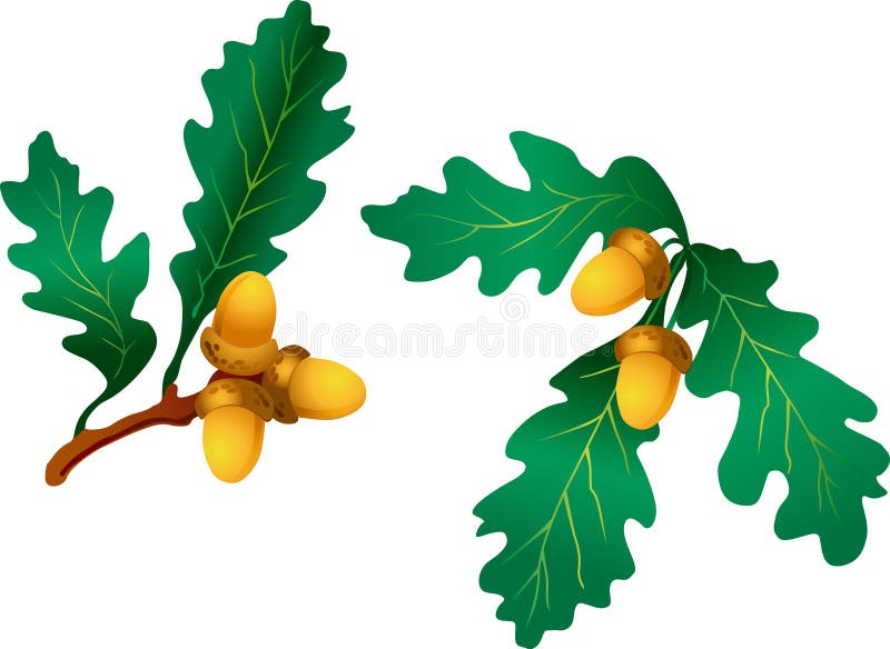 Branch with oak leaves