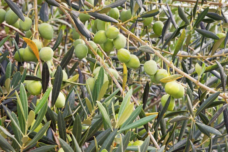 Branch of Olive Tree with Leaves and Fruits, Background Stock Image