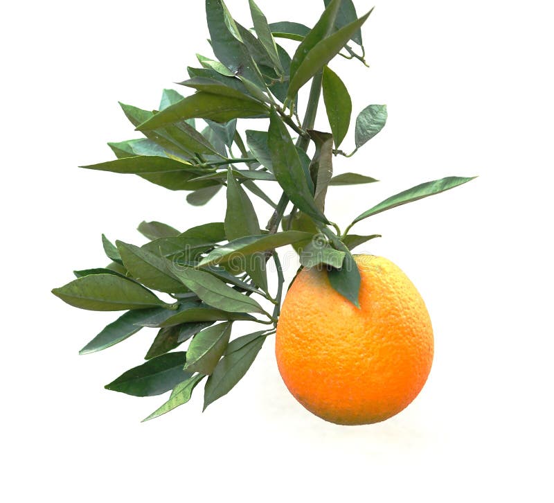 A branch with orange