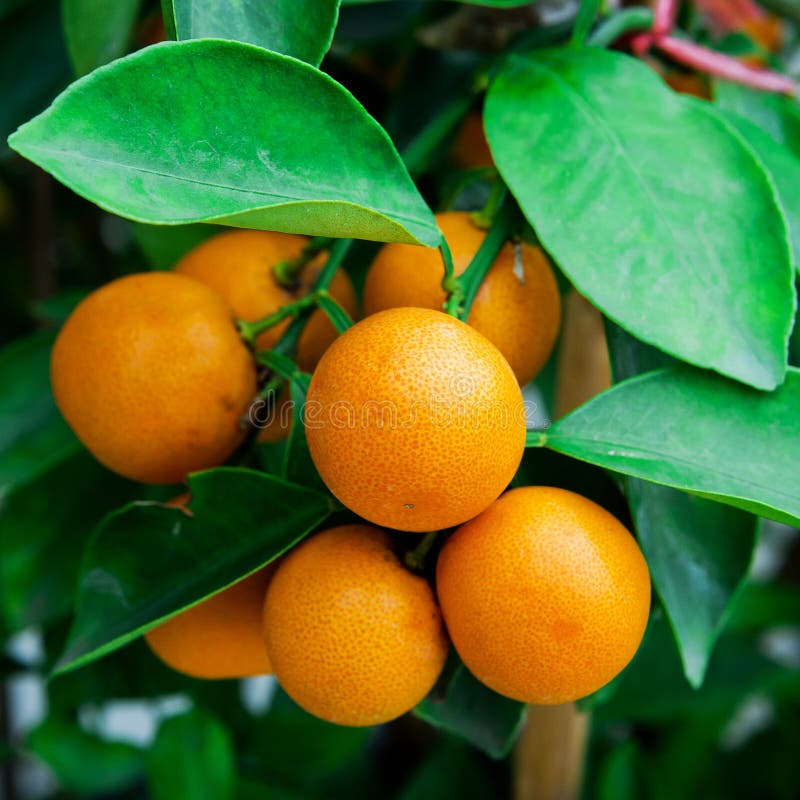 Branch orange tree fruits