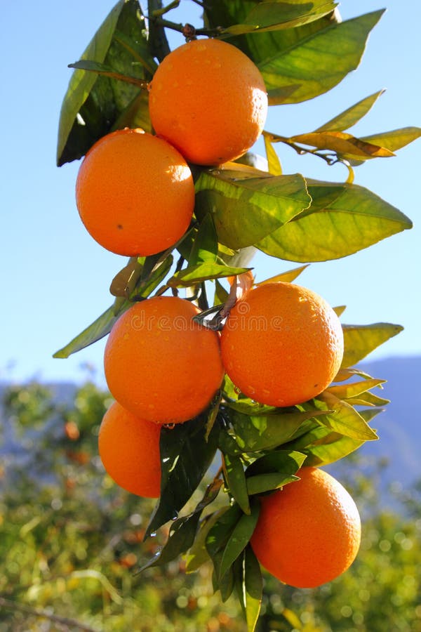 Branch orange tree fruits green leaves in Spain