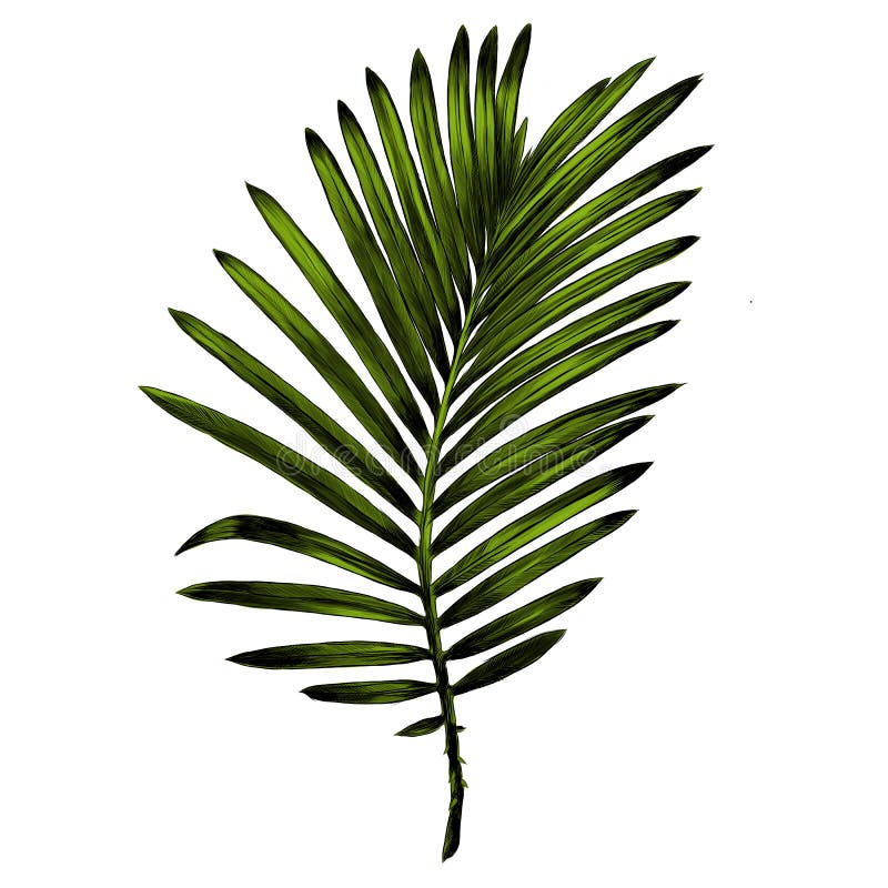 Branch of a palm tree sketch vector graphics royalty free illustration