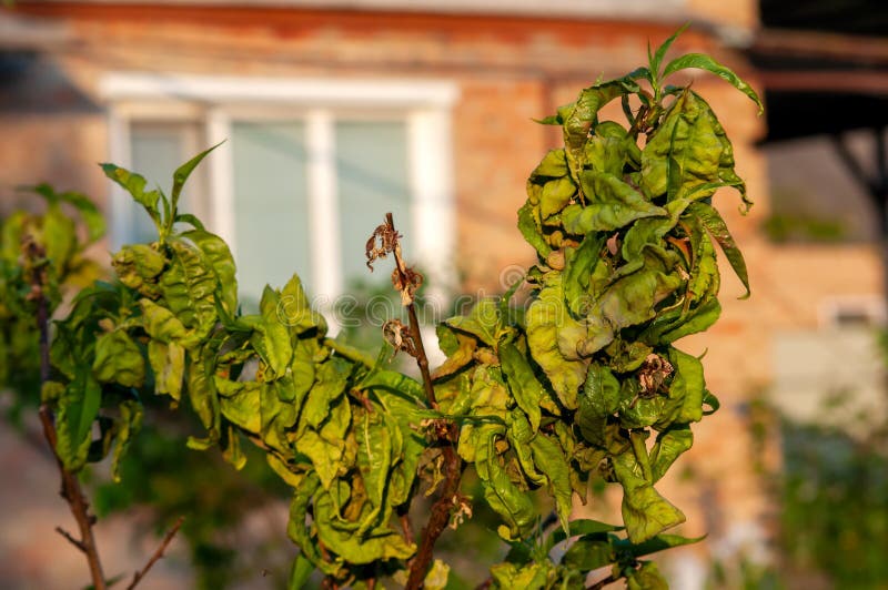 Branch of a Peach Tree Affected by Leaf Curl Disease. Fruit Orchard