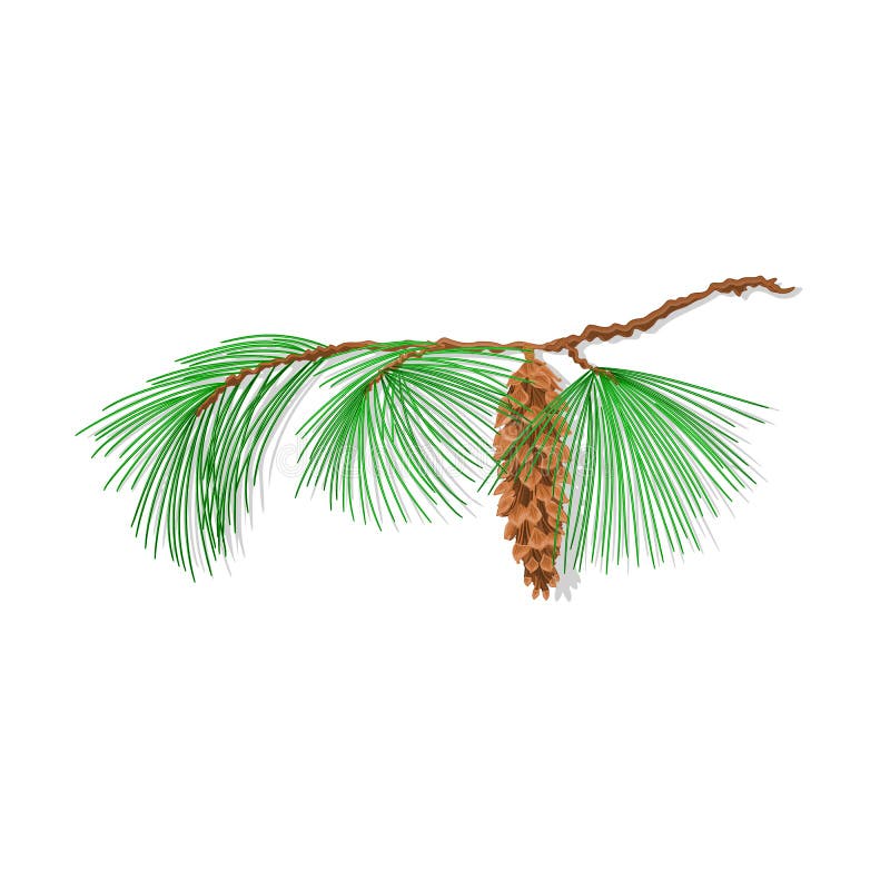 Branch pine Christmas tree vector
