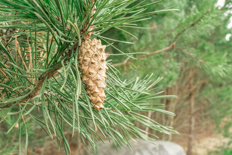 Branch of pine with green needles hanging young immature cone, in the background bokeh of young pines and a large stone