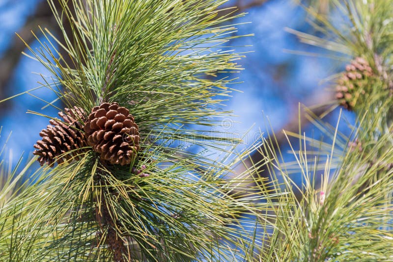 Branch of Pine with Needles and Pine Cone Stock Photo Image of brown