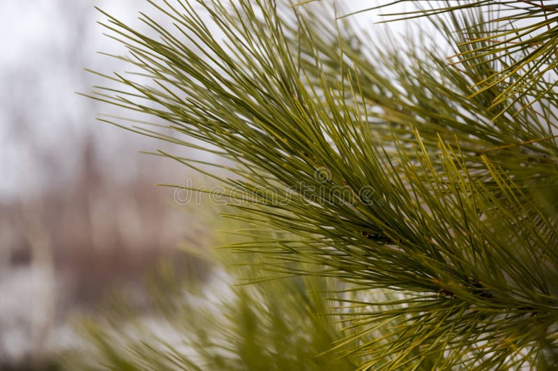 Branch of with Firneedles Green Color. Early Spring Stock