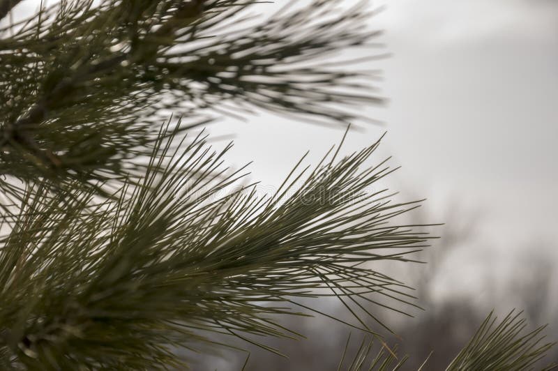 Branch of pine-tree with fir-needles green color. Early spring