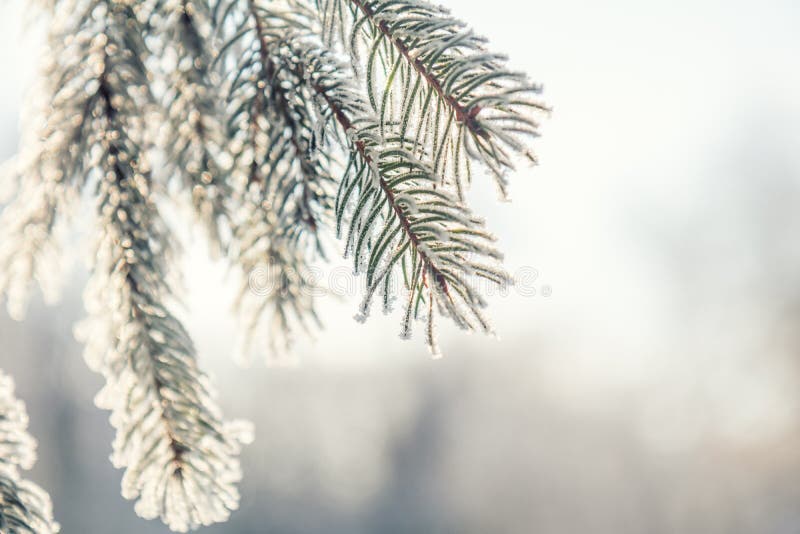 Branch pine tree in snow