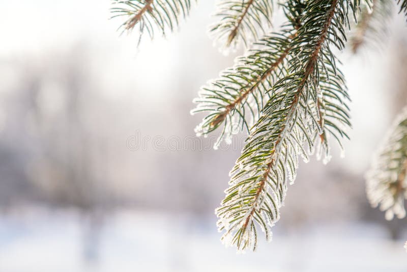 Branch pine tree in snow