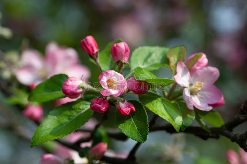 Branch with pink apple flowers.