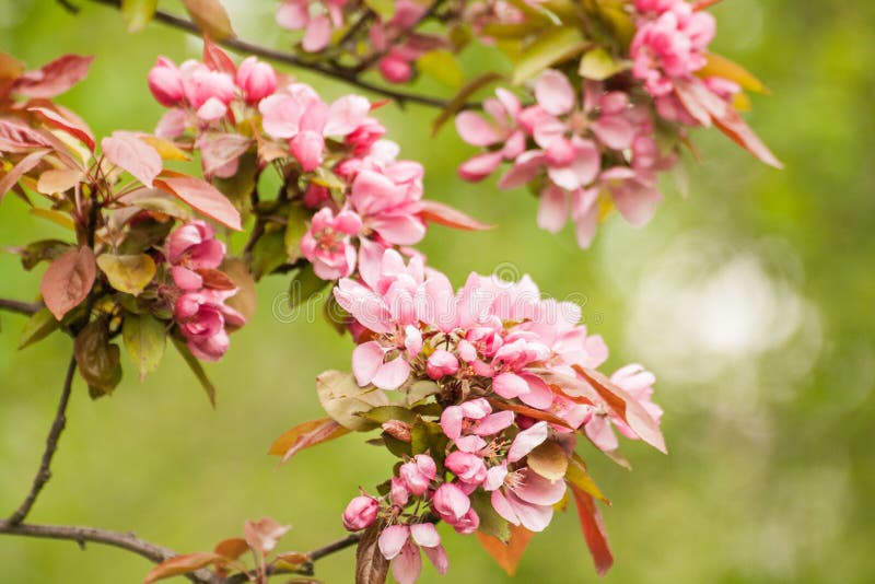 Branch with Pink Blossoms Abrikov or Apple Trees. Spring. Flowering