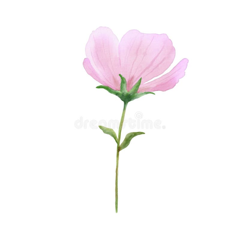 Branch of Pink Flower Illustration. Watercolor Painting Plant Isolated ...