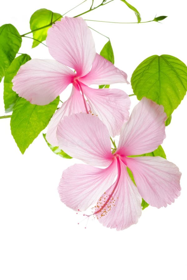 Branch pink hibiscus flower isolated on white stock photo Branch pink hibiscus flower isolated on white stock photo