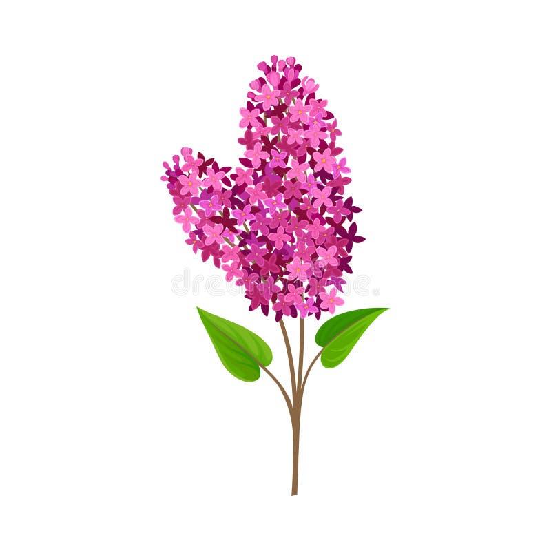 Branch of Pink Lilac. Vector Illustration on a White Background. Stock ...