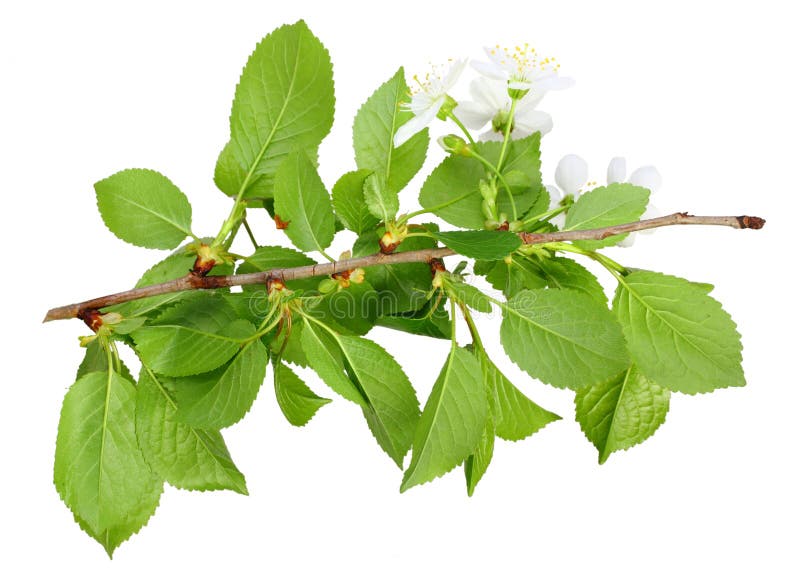 Branch of Plum Tree with Green Leaf and Flowers Stock Image Image of