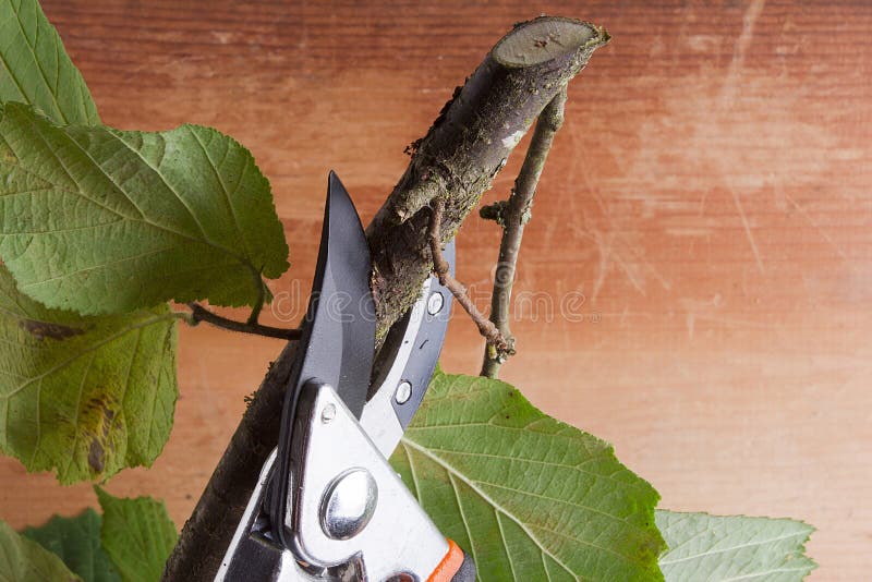 Branch and pruning shears