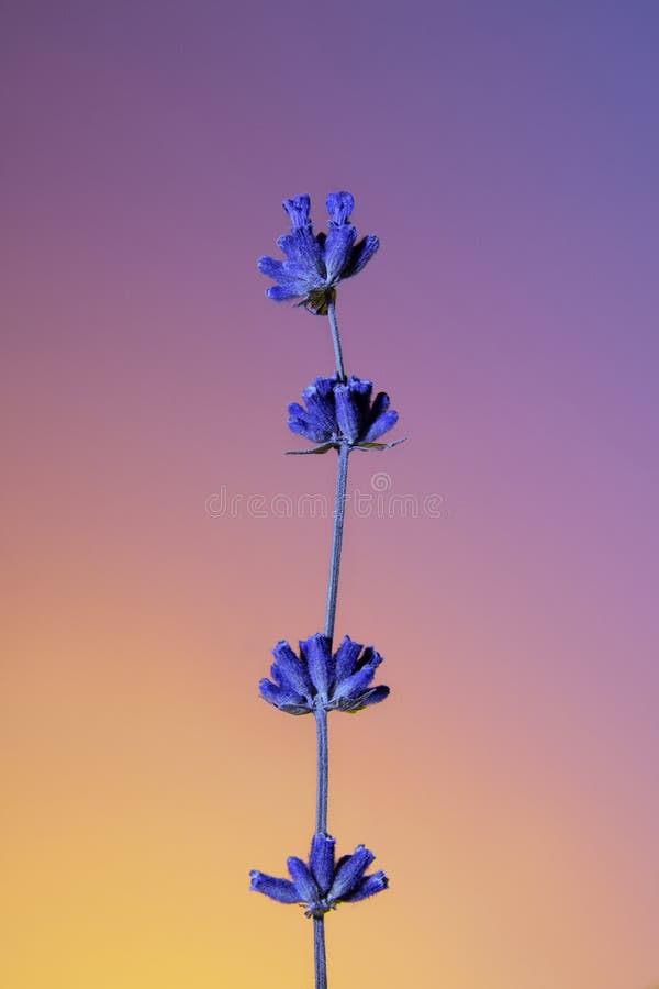 Branch of Purple Lavender on a Gradient Bright Background. Aesthetics