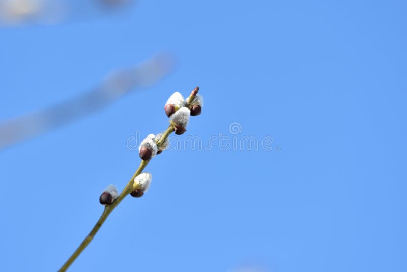 Branch Of Pussy Willow On Background Of Blue Sky Close Up Stock Image