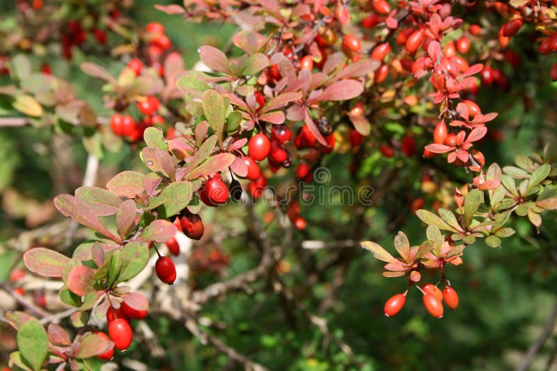 Branch with Red Berries