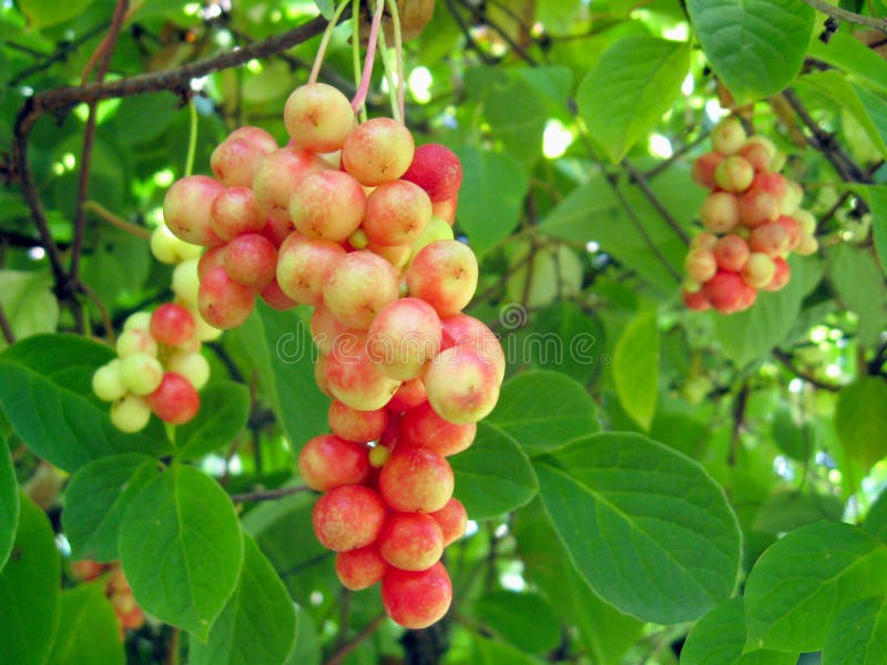 Branch of red ripe schizandra