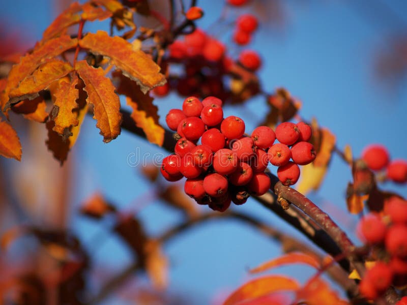 Branch with red rowan berries