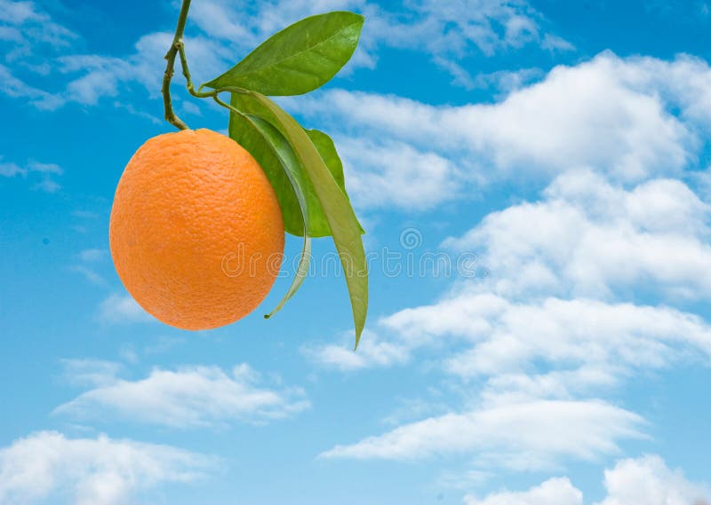 Branch with ripe orange