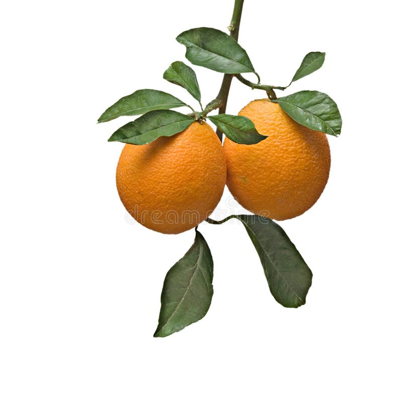 Branch with ripe oranges