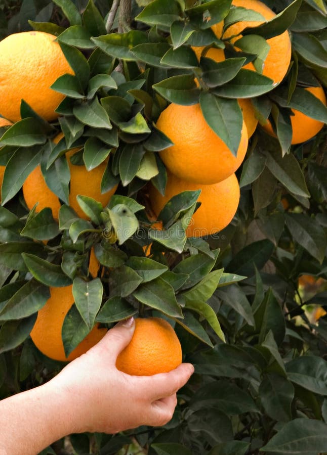 Branch with ripe oranges