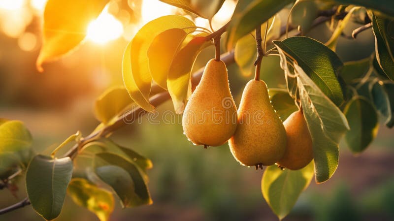 Branch of ripe organic cultivar of pears close-up in the summer garden. Generative AI royalty free stock photography