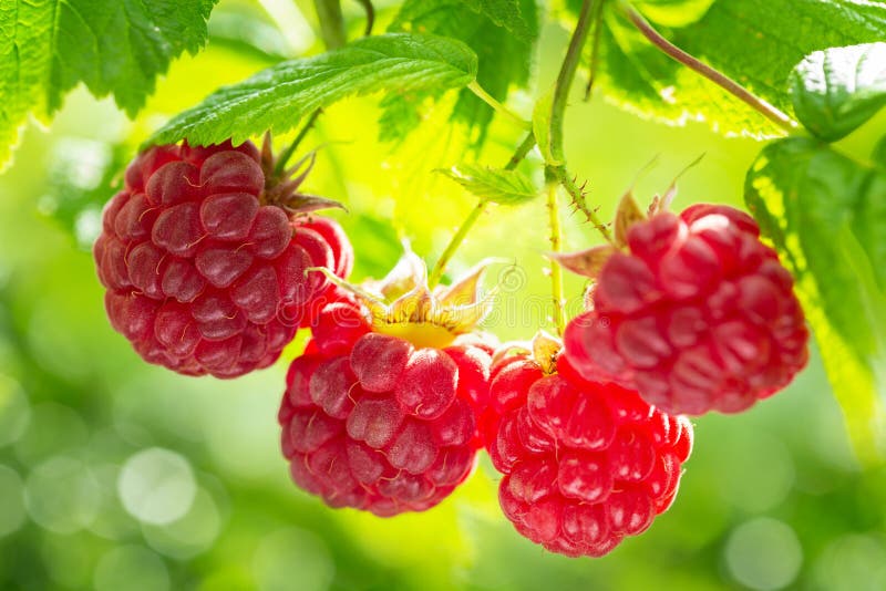 branch of ripe raspberries in a garden