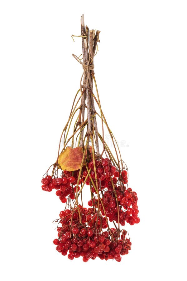 Branch of ripe viburnum isolated on a white background. Red forest berries royalty free stock photo