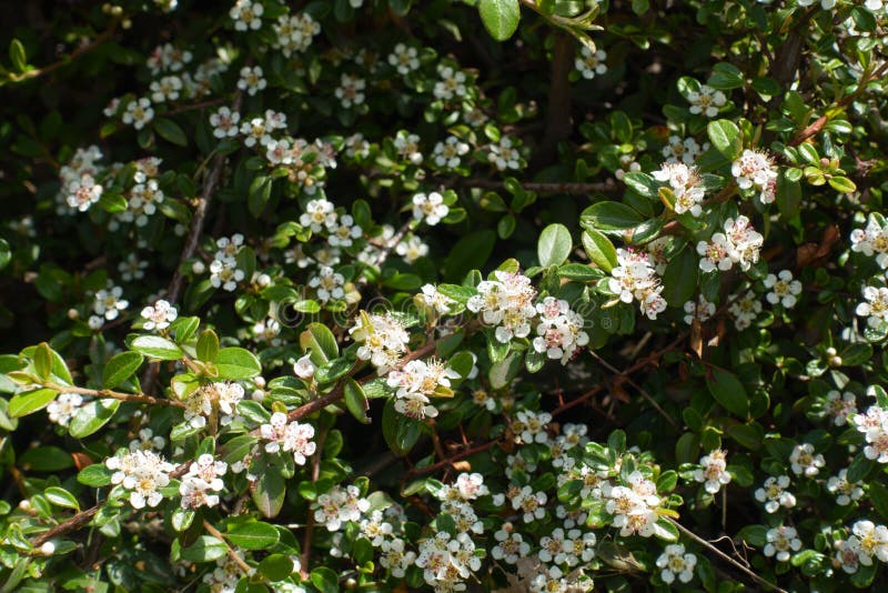 Branch of Rock Cotoneaster in Full Bloom in May Stock Image Image of