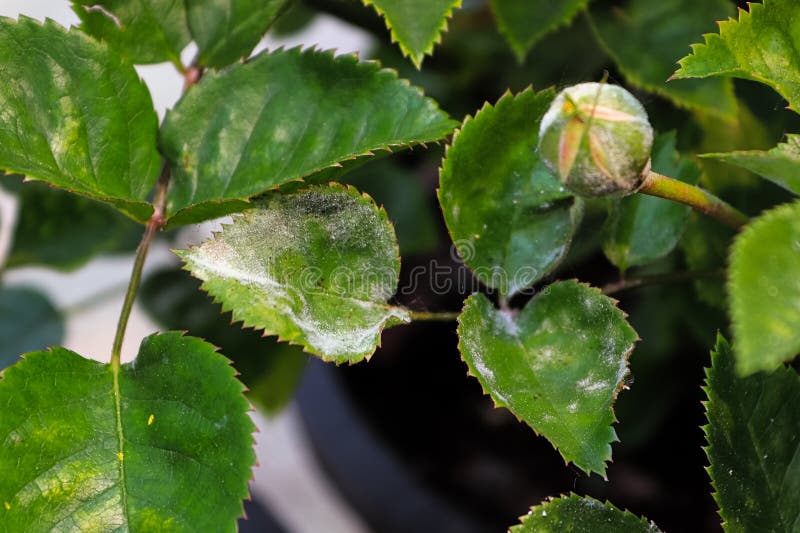 A Branch on a Rose Bush Covered in Powdery Mildew Stock Image Image