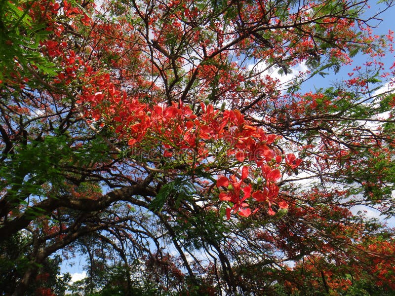 Details about   POSTCARD Royal  Poinciana Tree in Full Bloom Red Blooms Blue Sky 
