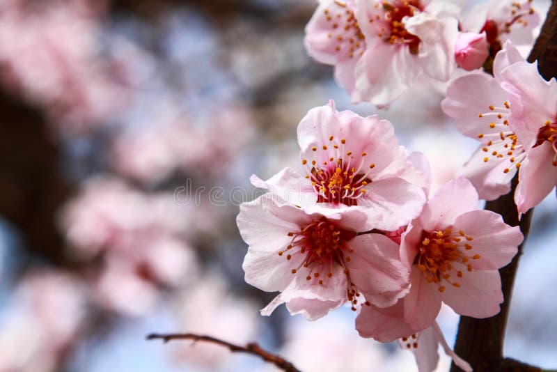 Branch sakura stock photo. Image of cherry, bloom, environment - 34947828