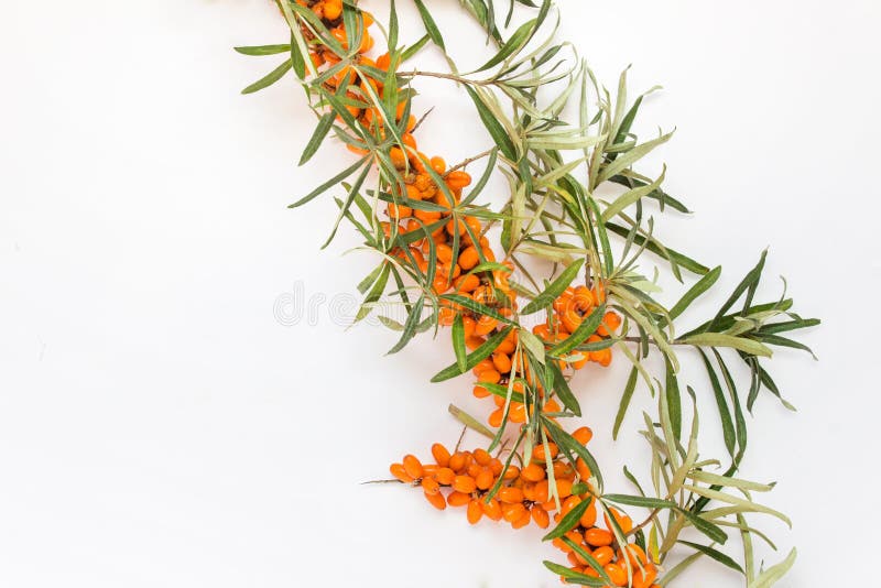 Branch of sea buckthorn on white background stock images Branch of sea buckthorn on white background stock images