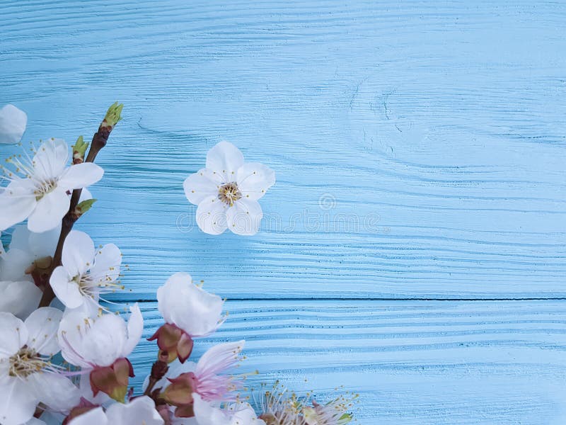 Branch seasonal of blossoming cherry celebration springtime beauty , frame on a blue wooden background stock photos Branch seasonal of blossoming cherry celebration springtime beauty , frame on a blue wooden background stock photos