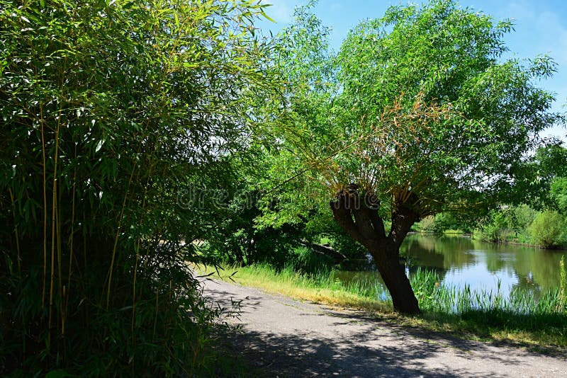 Branch similarity - bamboo foliage and willow tree on the other side of the road next to water pond