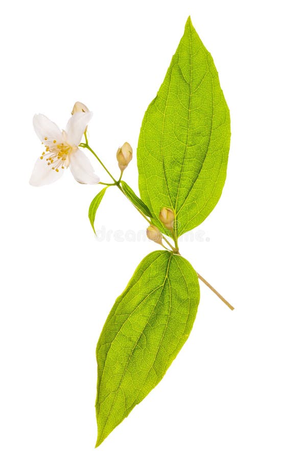 Branch with single jasmin flower