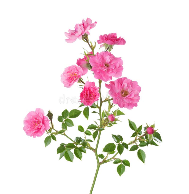 Branch with small pink roses isolated on white stock photo