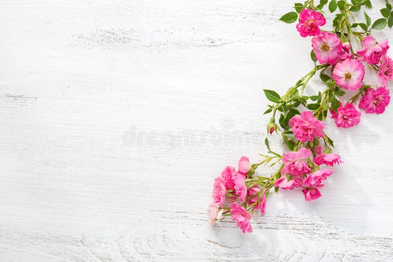 Branch of small pink roses on a shabby wooden table. flat lay royalty free stock images