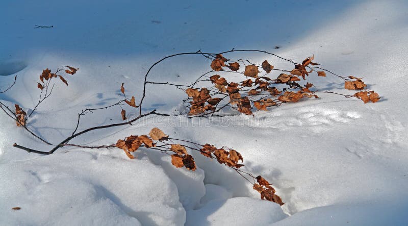 Branch on a snow.