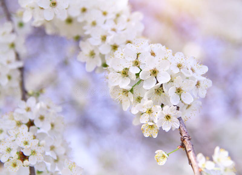 Rama de primavera blanco un árbol.