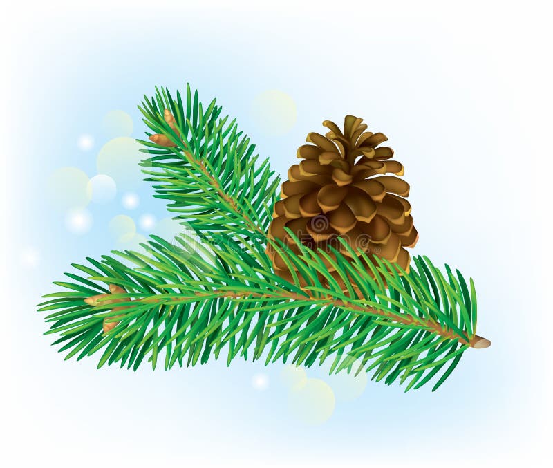 Branch of spruce with pine cone