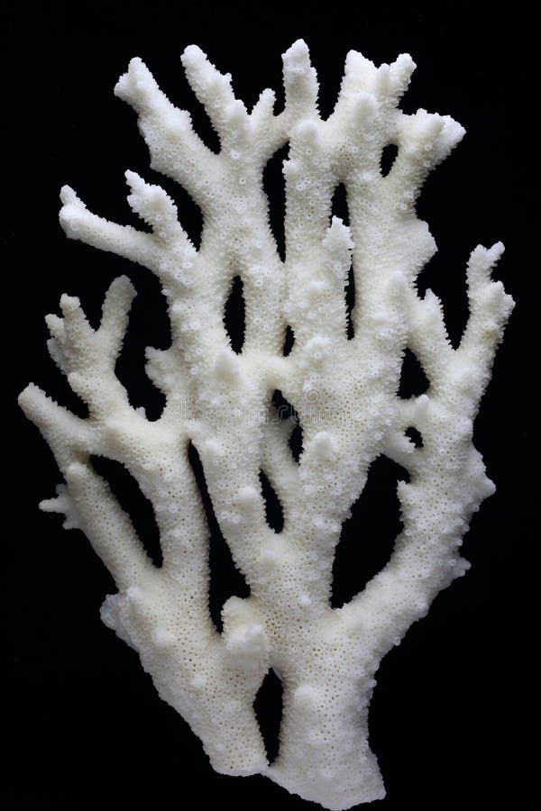 https://thumbs.dreamstime.com/b/branch-staghorn-coral-dark-background-acropora-cervicornis-82696116.jpg