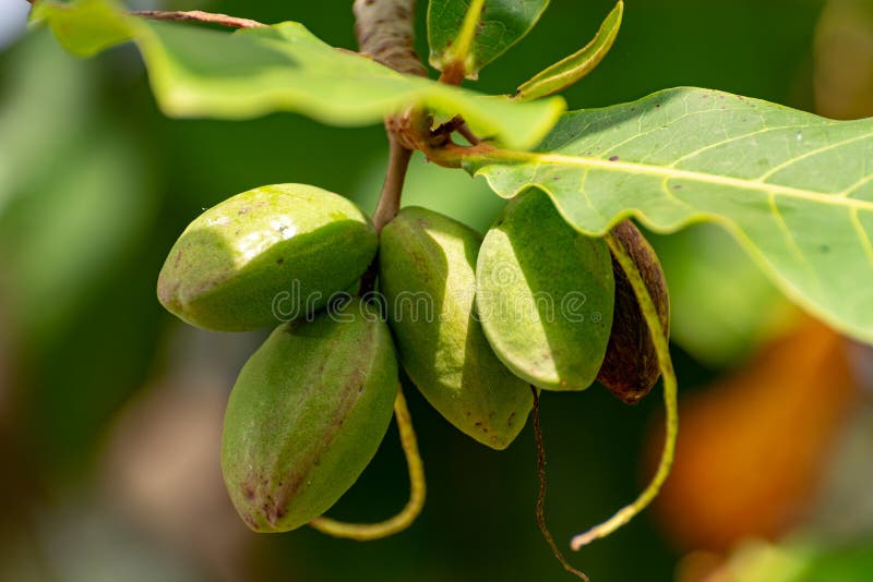 Indian Almond Fruit