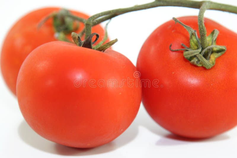 Branch of tomatoes